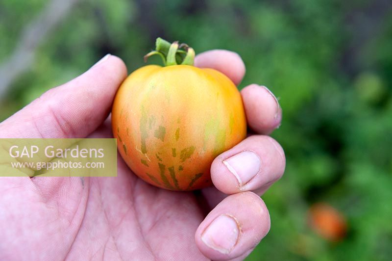 Gardener holding ripe tomato - Solanum lycopersicum 'Tigerella' tomato. 