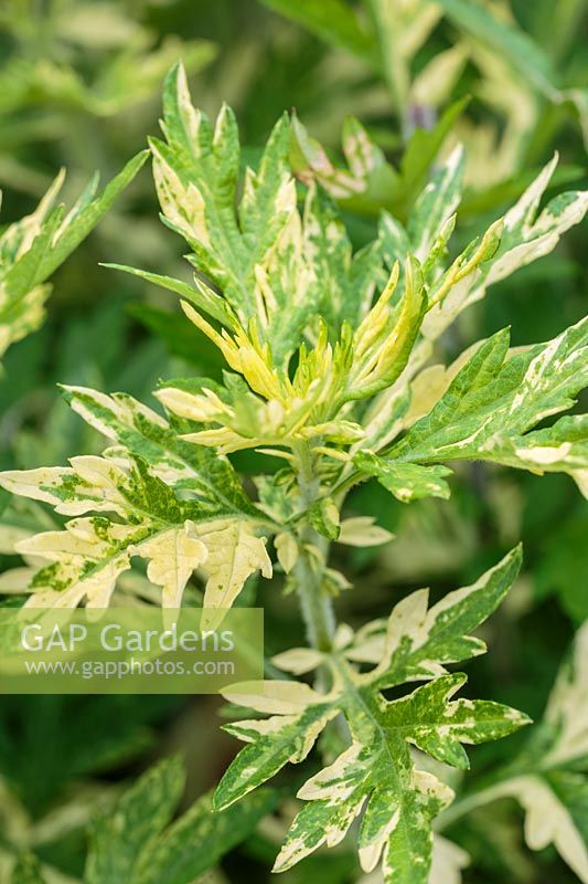 Artemisia - Mugwort 