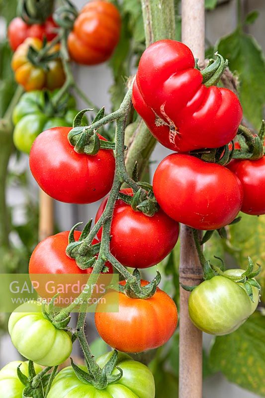 Tomato 'Marmande' vine ripening on the plant