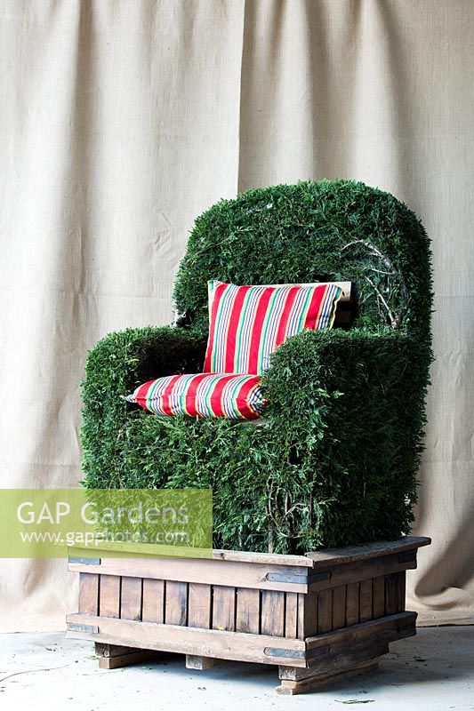 Ligustrum delavayanum chair shaped topiary