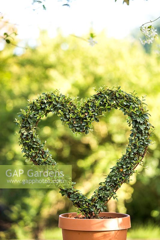 Ligustrum delavayanum heart shaped topiary