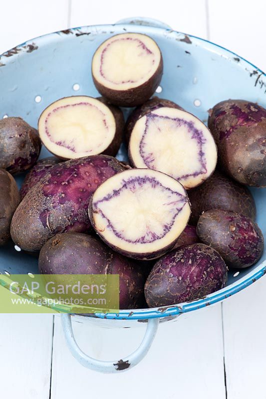 Solanum tuberosum - Washed and cut Shetland black potatoes in a colander