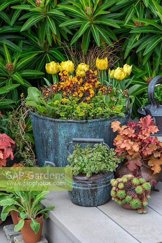 Vintage copper pot filled with perennial wallflower, Erysimum 'Yellow Erysistable', Polyanthus, Ivy, Carex testacea and Tulipa 'Monte Carlo'. Kettle with variegated stonecrop, behind Heuchera 'Marmalade'.