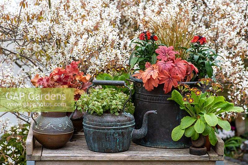 Set against a backdrop of Amelanchier blossom, vintage copper pots planted with perennial wallflowers, Polyanthus, orange sedge, Sedum and copper Heucheras.