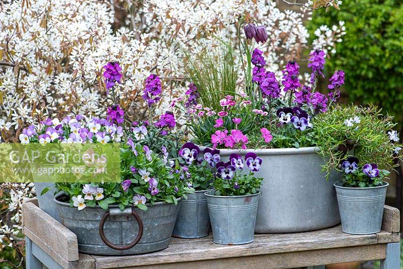 Set against a backdrop of Amelanchier blossom, aluminium preserving plan planted with Erysimum 'Bowle's Mauve', Stipa tenuissima, snake's-head fritillary, Viola 'Mickey', moss phloxes, and Dianthus 'Pink Kisses' with metal pots of annual violas.