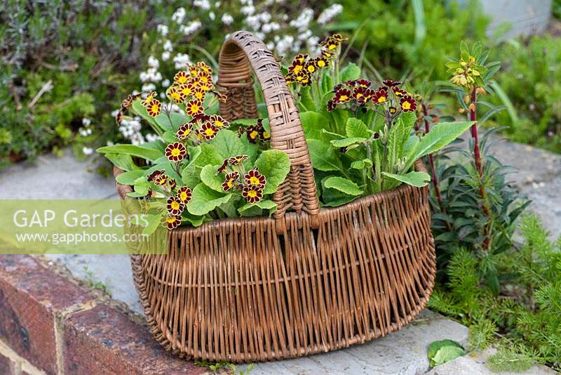 An old basket planted with Polyanthus 'Victoriana Gold Lace' - Primula Gold Laced Group