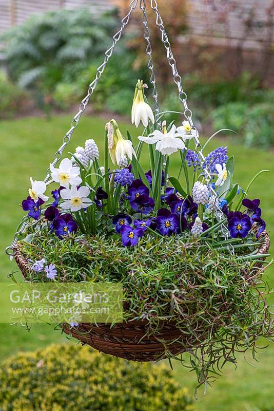 A hanging basket planted in a blue and white colour theme with Narcissus 'Thalia' and 'Segovia', moss Phlox, Scilla siberica, Muscari armeniacum and 'White Magic', and Viola 'Denim'.