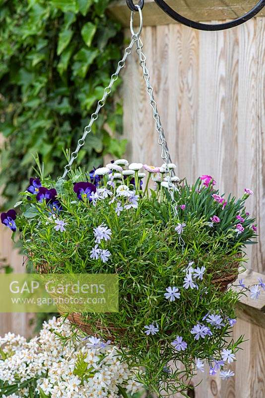 Spring hanging basket planted with Viola 'Denim', tumbling Phlox subulata 'Emerald Cushion Blue', Dianthus 'Pink Kisses' and double white daisies, Bellis perennis.