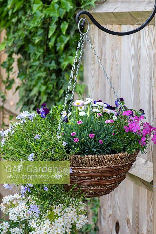 Spring hanging basket planted with tumbling Phlox subulata 'Emerald Cushion Blue', pink Phlox subulata 'McDaniel's Cushion', Dianthus 'Pink Kisses', Bellis perennis, and Viola 'Denim'