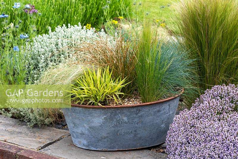 A galvanised metal tub planted with ornamental grasses in May.