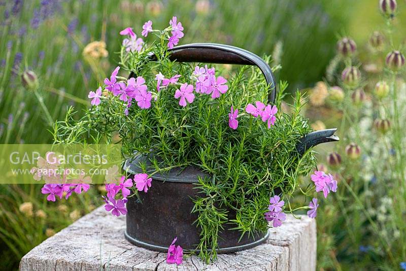 Vintage copper kettle planted with Phlox subulata 'McDaniel's Cushion', June.