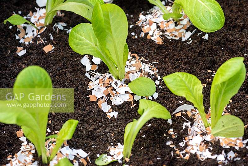 Egg shells around each young lettuce providing a natural way of keeping slugs and snails away