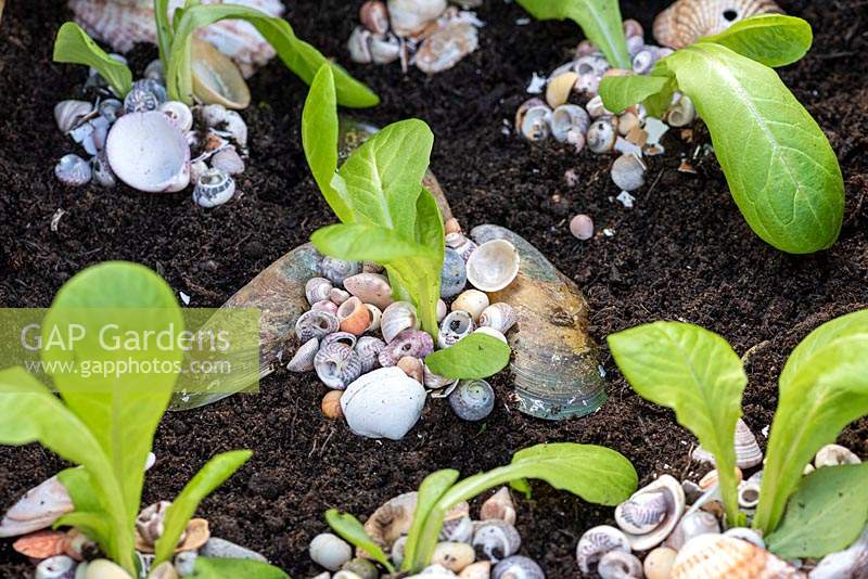 Sea shells around lettuce providing a natural and attractive deterrent to keep slugs and snails away