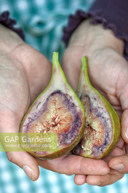 Gardener holding open a split Ficus carica - Fig - fruit