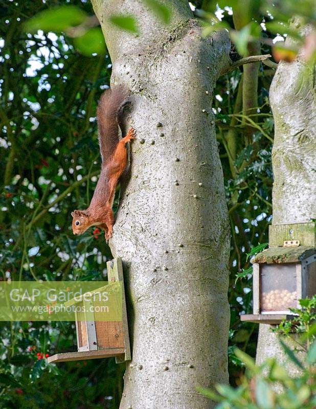 Sciurus vulgaris - Red squirrel on holly tree trunk with bird feeders