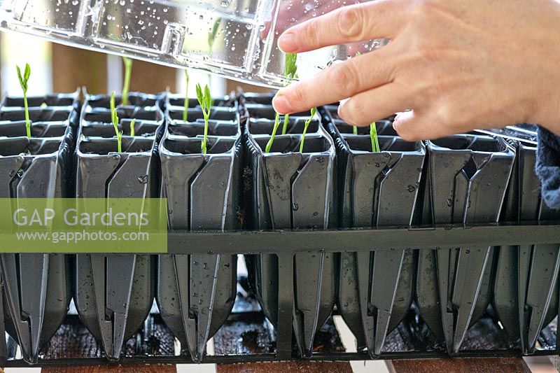 Lathyrus odoratus - Sweet pea seedlings grown using long modules or a root trainer cloche