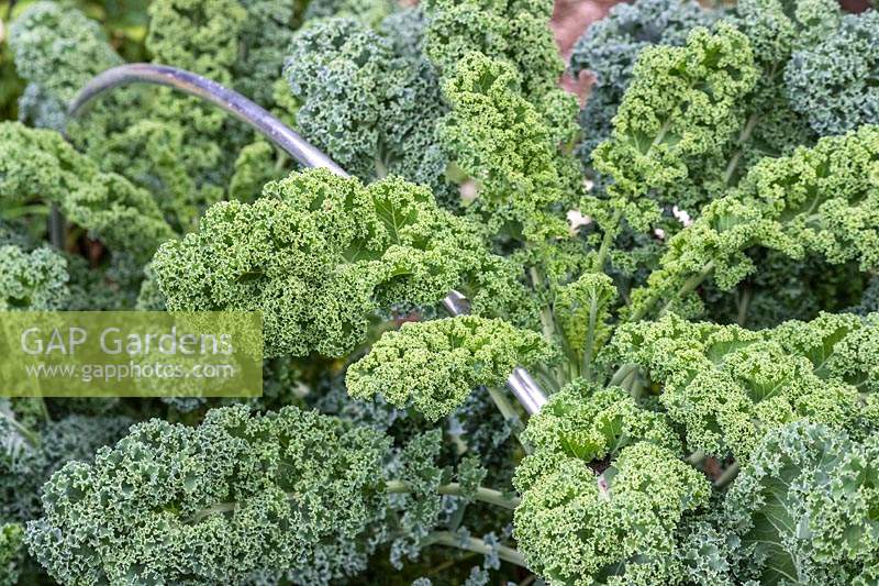 Green kale growing through hoops