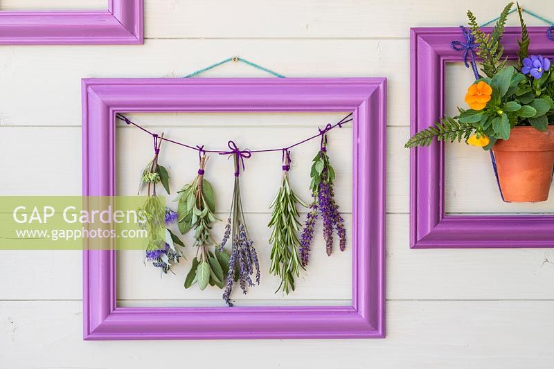 Purple frame with bunches of drying herbs and flowers on string