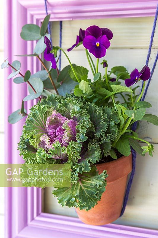Purple picture frame with suspended terracotta pot planted with Ornamental Cabbage and Viola