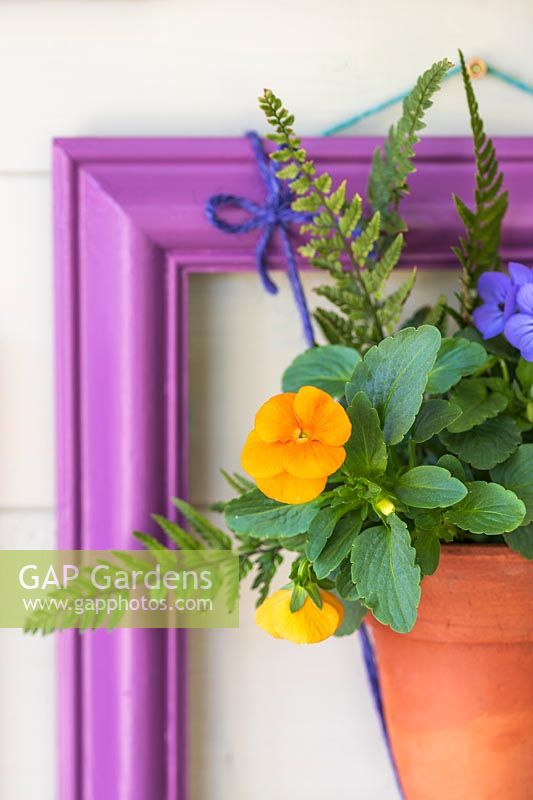 Small terracotta pot planted with orange Viola and fern leaves suspended within a purple picture frame