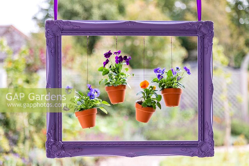 Purple painted picture frame with suspended pots of Violas 