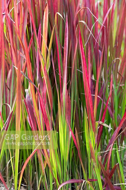 Imperata cylindrica 'Rubra' - Japanese blood grass