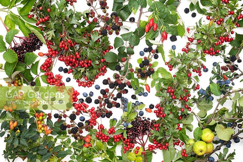 Hedgerow fruit berries and foliage on a white background