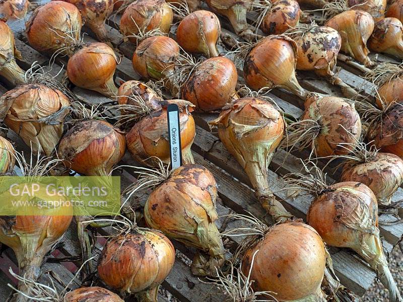 Allium cepa - Onion 'Sturon' in a vegetable garden drying off