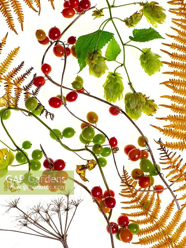 Humulus lupulus - Hops, Pteridium - common bracken fronds and Tamus communis - Black Bryony berries  against white background