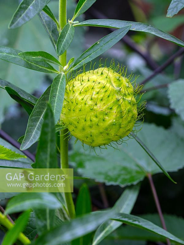 Gomphocarpus physocarpus - Hairy Balls, Balloonplant, Balloon Cotton-bush, Bishop's Balls, Nailhead or Swan Plant