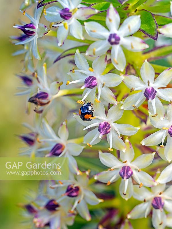Harlequin Ladybird feeding on Eucomis comosa 'Cornwood' - Pineapple Lily 