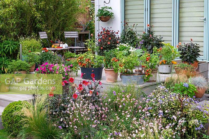 Small raised deck measuring  with containers of flowers and edibles, seen over border with Dahlia 'Waltzing Mathilda'.