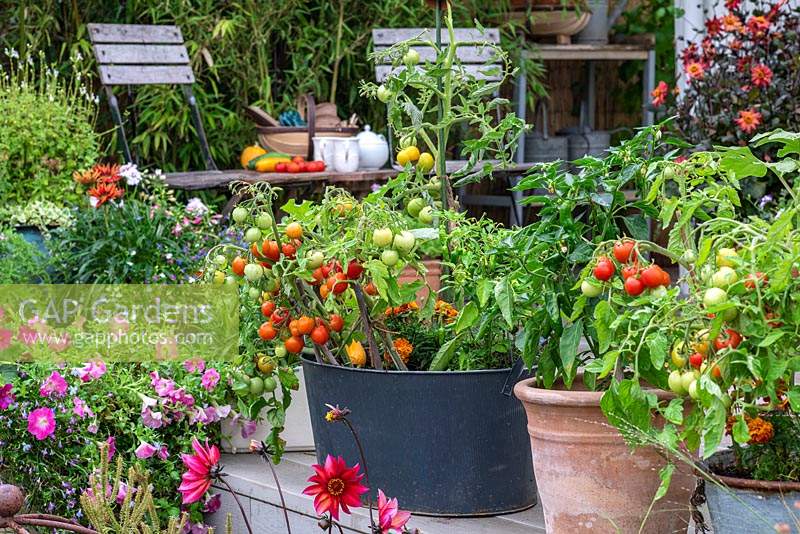 Large metal container planted with French marigolds, chilli peppers and the dwarf bush cherry tomato 'Maskotka'.