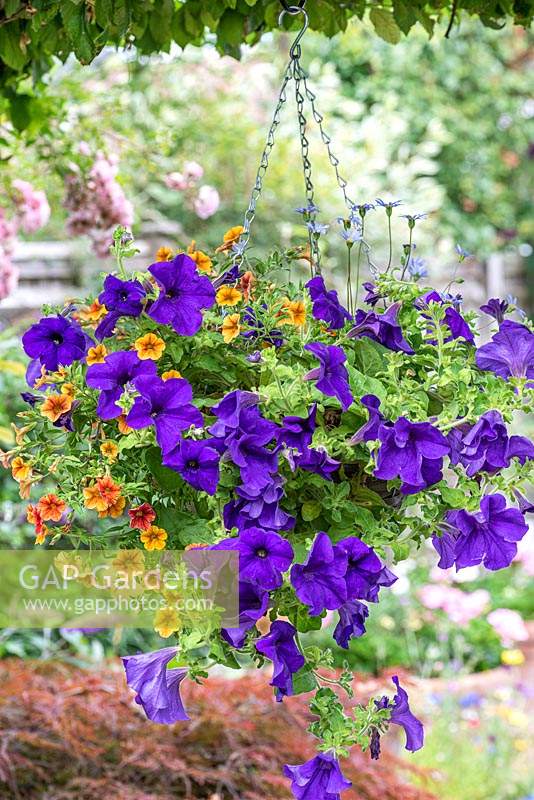 Summer hanging basket planted with trailing Petunia Surfinia Giant Blue, Felicia amelloides, and Calibrachoa Can Can 'Terracotta' - Million bells.