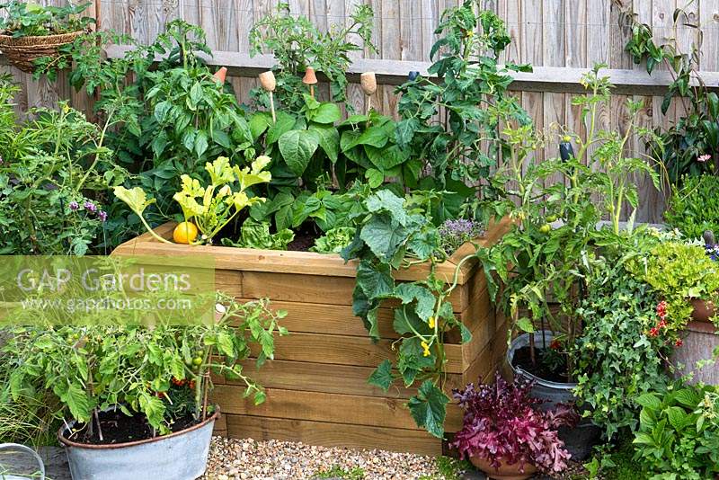 A raised wooden bed planted with vegetables including Courgette 'One Ball', trailing squash,  chilli peppers and tomatoes. 
