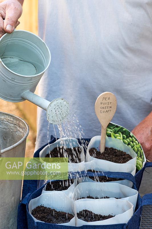 Watering newly sown pea seeds before placing in a warm sunny place, and keeping the compost moist.