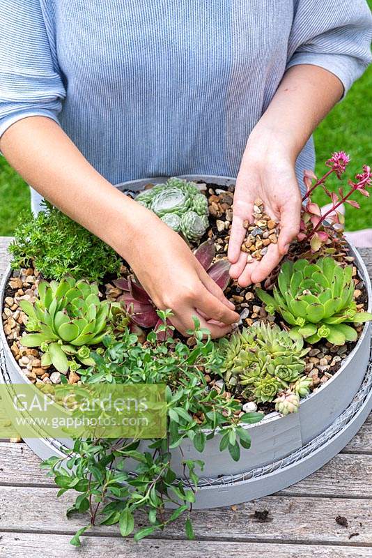 Woman placing gravel on the soil around newly planted succulents, to keep their leaves from contact with the soil. Planting Succulent Sieve. Step 10: 