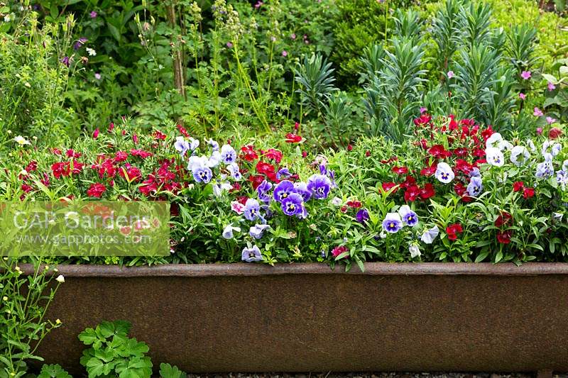 An iron bath is upcycled as a giant container for pansies and sweet williams, Dianthus barbatus,.