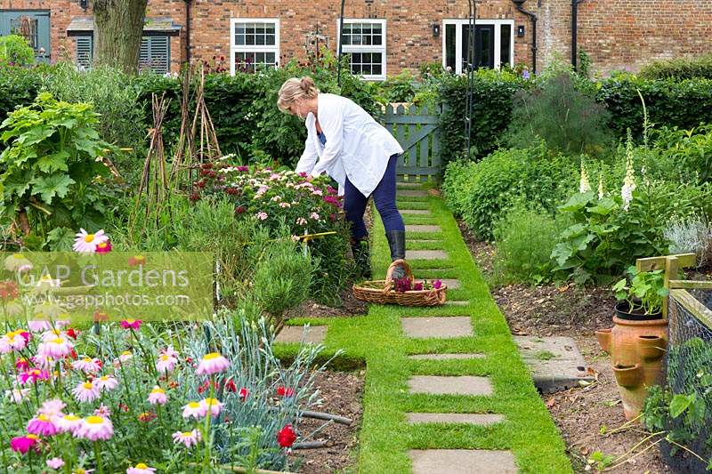 Woman cutting flowers for the house in the cutting garden. Pyrethrum tanacetum is in the foreground.