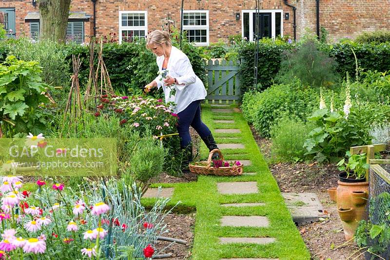 Teresa Lovick cutting flowers for the house in the cutting garden.  Pyrethrum tanacetum is in the foreground.