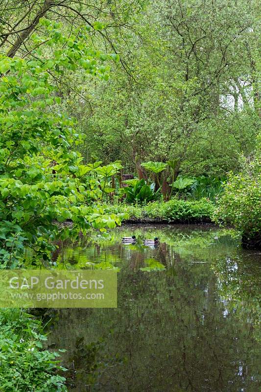 A pair of mallard ducks swim on one of the dykes, with a stand of Gunnera manicata and skunk cabbage, Lysichiton americanum, reflected in the water behind them.