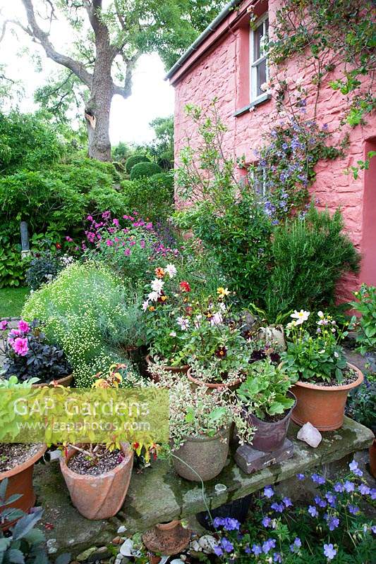Collection of colourful potted Dahlias, Fuchsia, Geraniums, Salvia, Anthemis and Clematis on wall Garden. 