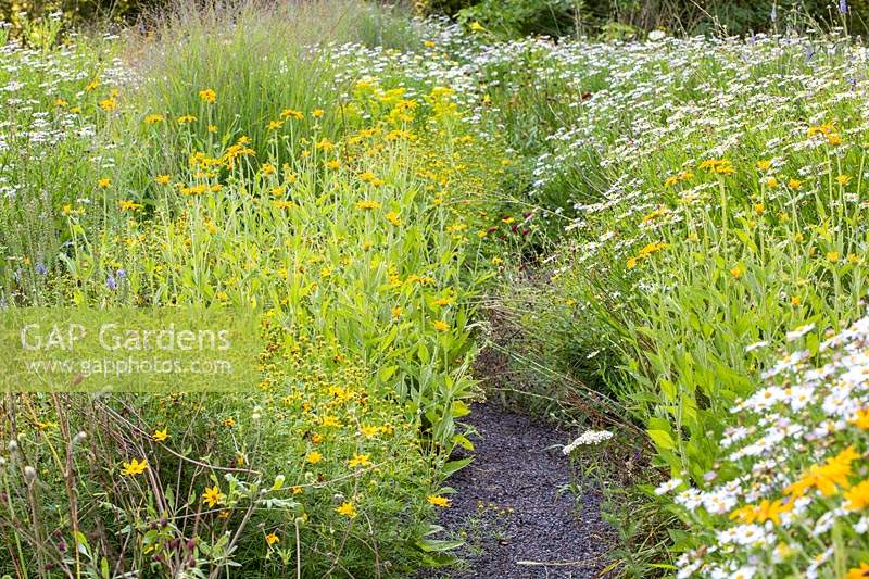 Small gravel path through a perennial meadow, plants include: Kalimeris incisa 'Madiva', Rudbeckia missouriensis and Panicum virgatum 'Shenandoah'