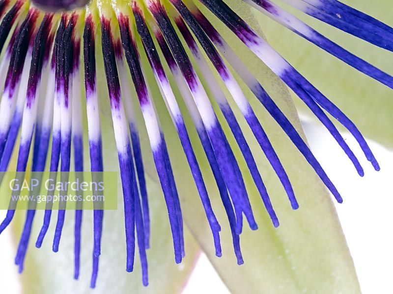 Blue passion flower Passiflora caerulea, detail of flower parts