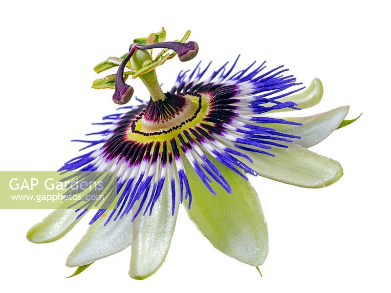 Blue passion flower Passiflora caerulea