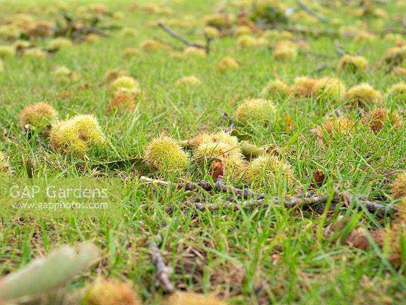 Castanea sativa, sweet chestnut, fruit and debris windfall on lawn after strong, winds.