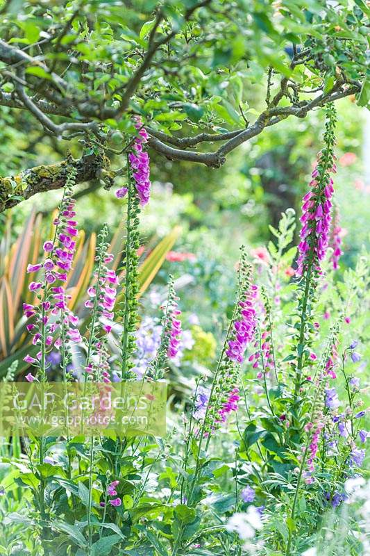 View of plant enthusiast's town garden with foxgloves and campanulas naturalised under an apple tree. 