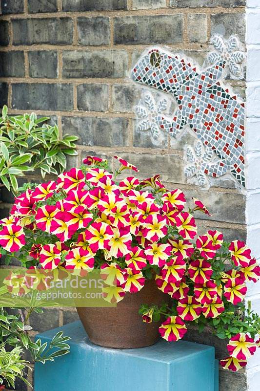 Petunia 'Amore Queen of Hearts' in container with reptile mosaic on brick wall June