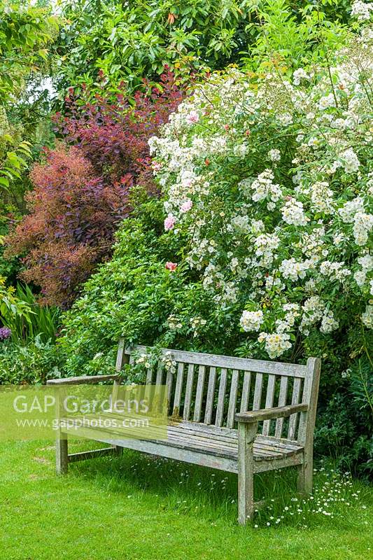 Teak garden bench on lawn with daisies underneath, in front of Rosa 'Rambling Rector' - Rambler Rose and 'purple Cotinus - Smoke Bush 