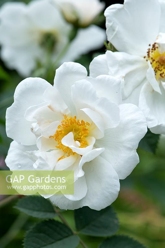 Rosa x alba 'Alba Semiplena' - White Rose of York
